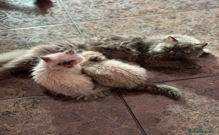 Persa gatos - Anuncio 1