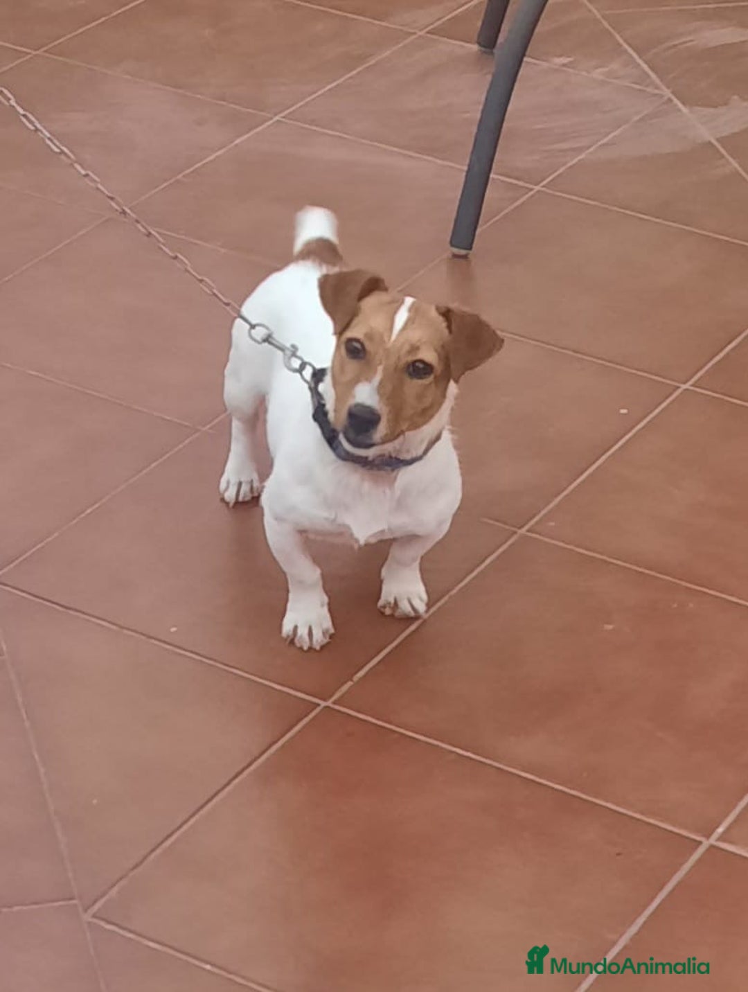 Jack Russell Terrier perros en venta: Jack Russell  - Anuncio 4
