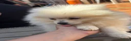 Pomerania perros en venta: Pomeranias ositos🐾🐻 - Anuncio 6