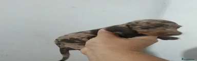 Teckel 2