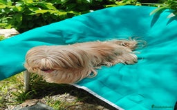 Biewer Yorkshire Terrier a la Pom Pon perros en venta: Biewer y golden con pedigree - Imagen 6