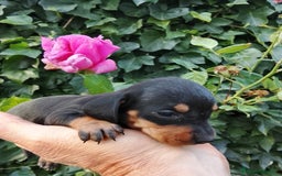 Teckel perros en venta: Teckel de pelo corto. - Imagen 1