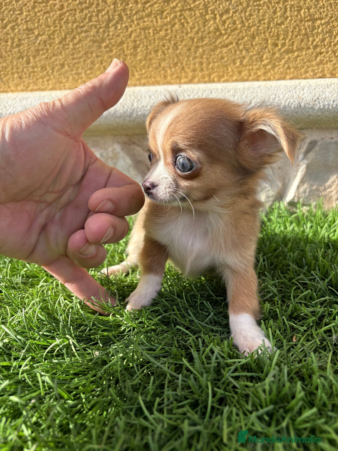 Chihuahua perros en venta: Chihuahua mini Toy pelo largo chocolate - Anuncio 18