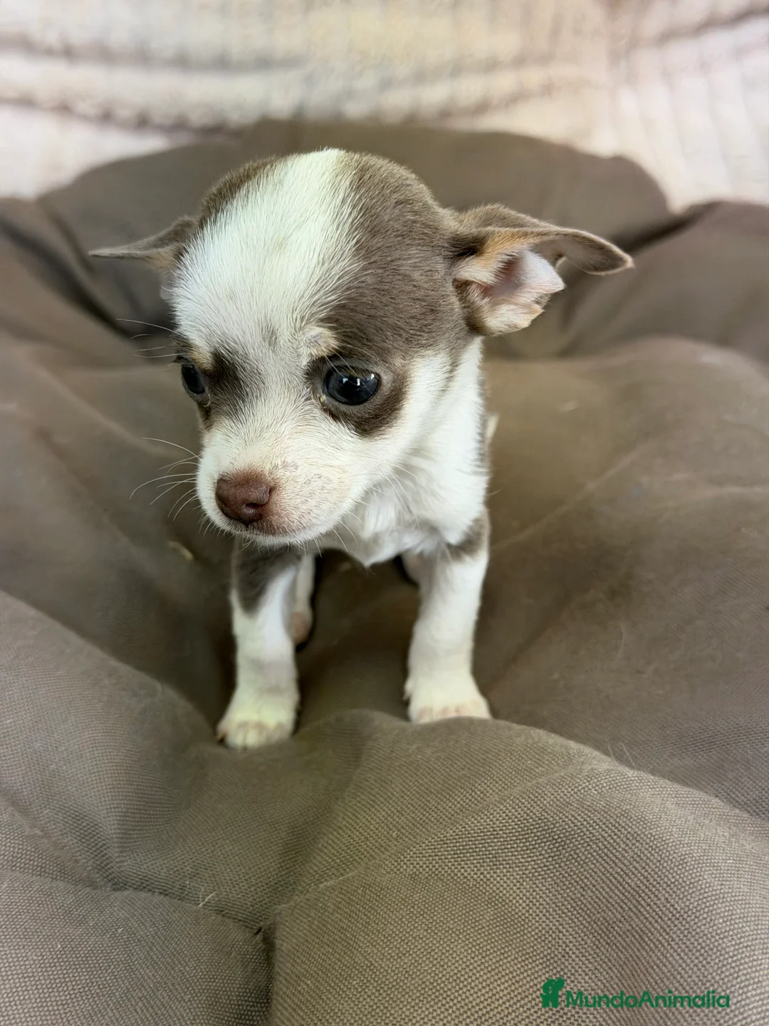 Chihuahua perros en venta: Chihuahua Minitoy  - Anuncio 4