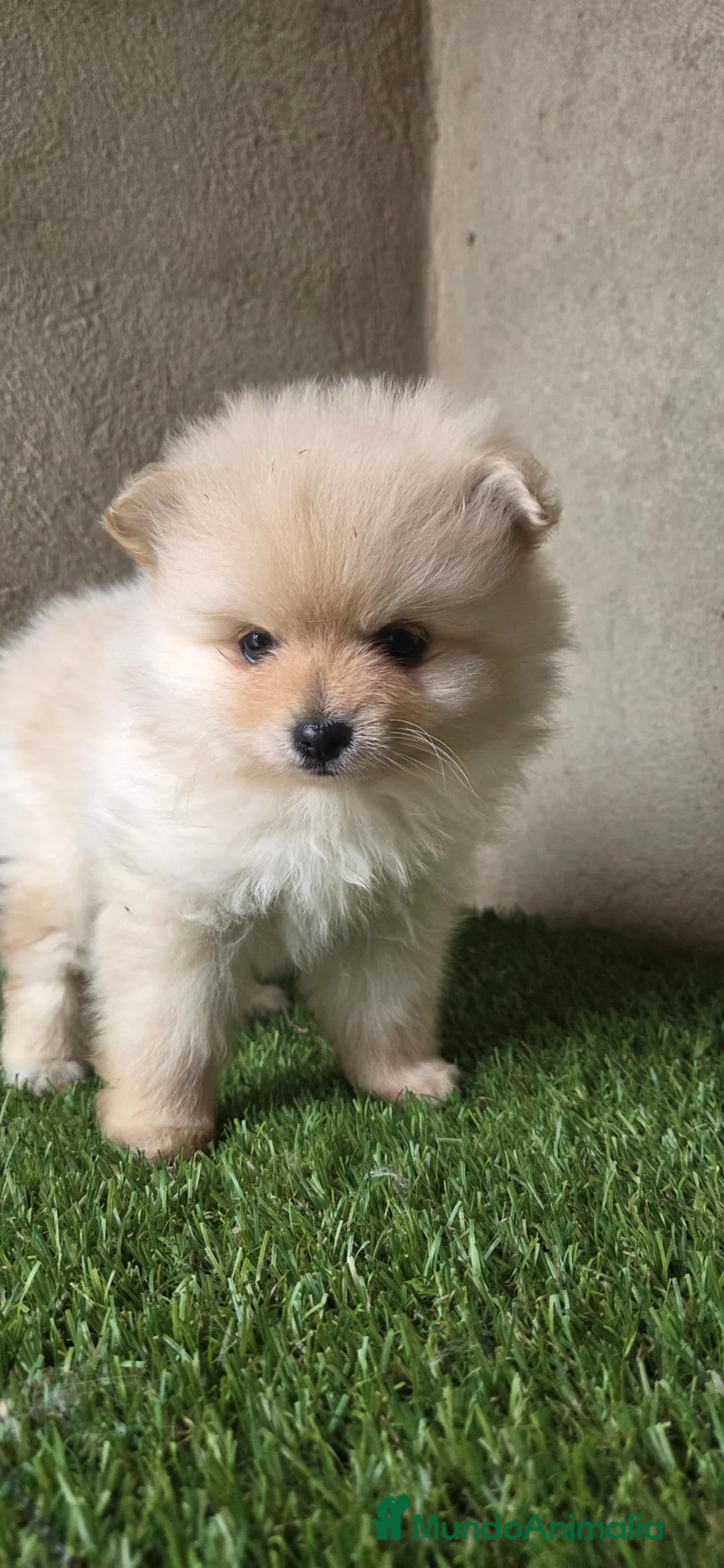 Pomerania perros en venta: Pomerania - Anuncio 1