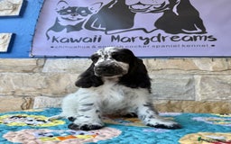 Cocker Spaniel Inglés perros en venta: Cachorros cocker spaniel Inglés listo para entrega - Imagen 1