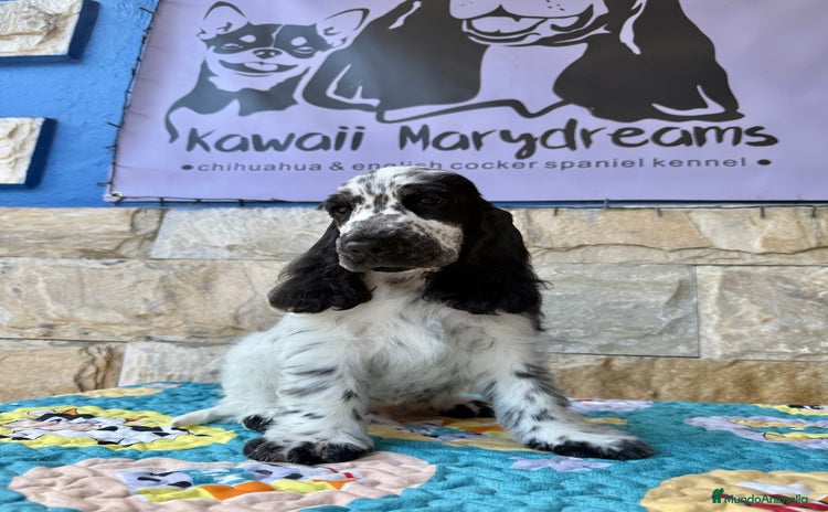 Cocker Spaniel Inglés perros - Propaganda 1