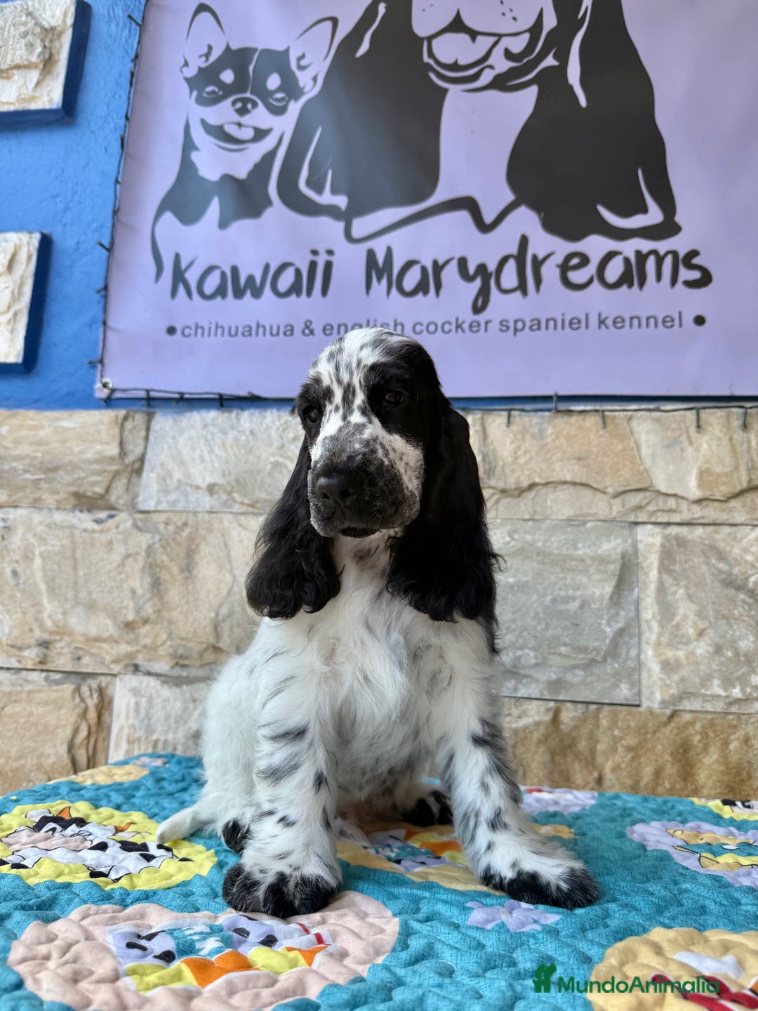 Cocker Spaniel Inglés perros en venta: Cachorros cocker spaniel Inglés listo para entrega - Imagen 1