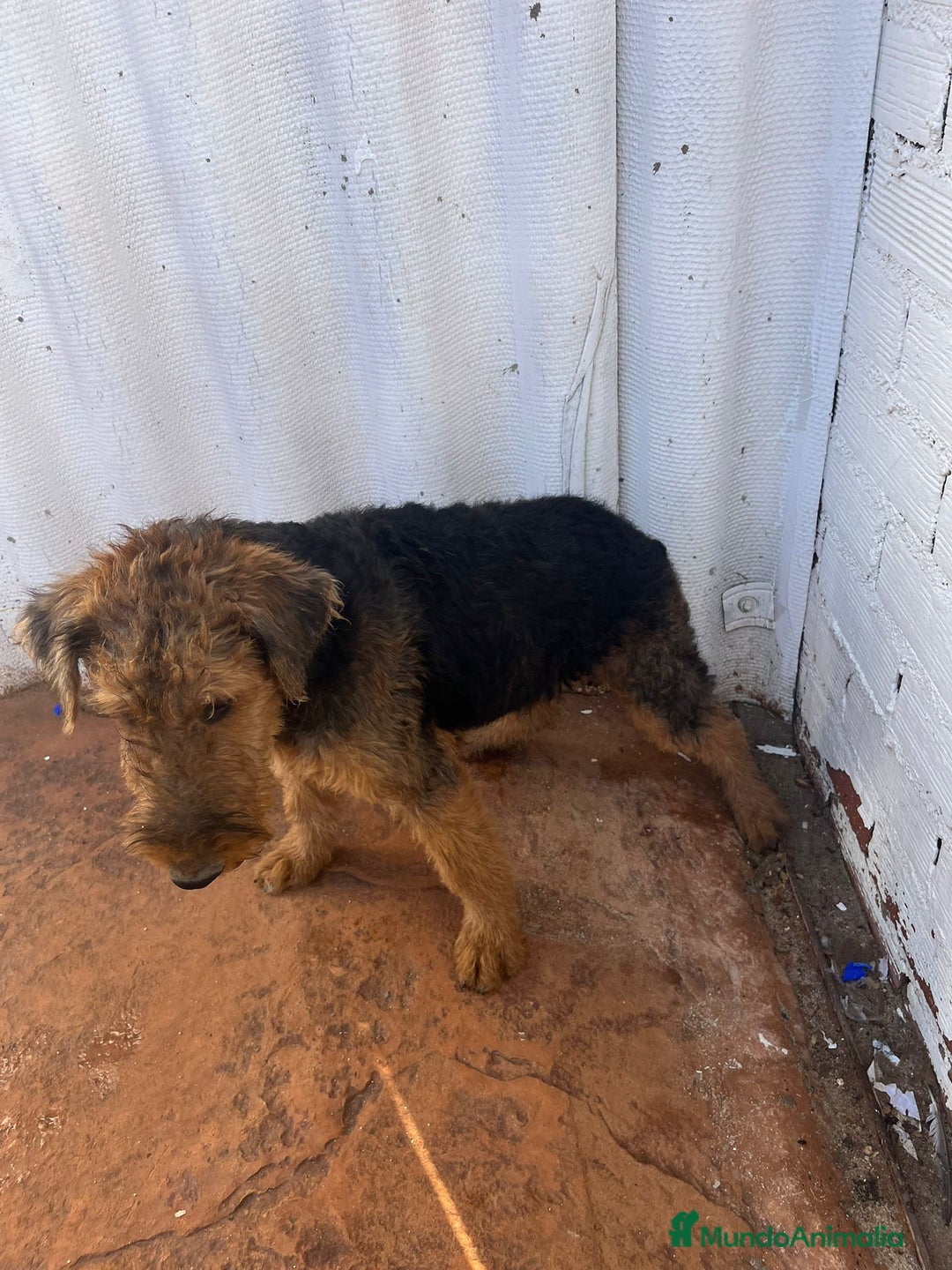 Airedale Terrier perros en venta: Airedale Terrier  - Imagen 6