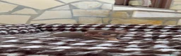 Chihuahua perros en venta: Chihuahua Toy Macho Chocolate Cabeza Manzana  - Anuncio 3