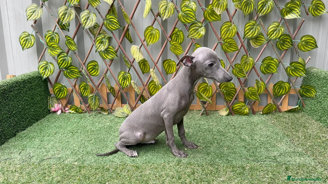 Pequeño Lebrel Italiano perros en venta: Piccolo italiano - Anuncio 3