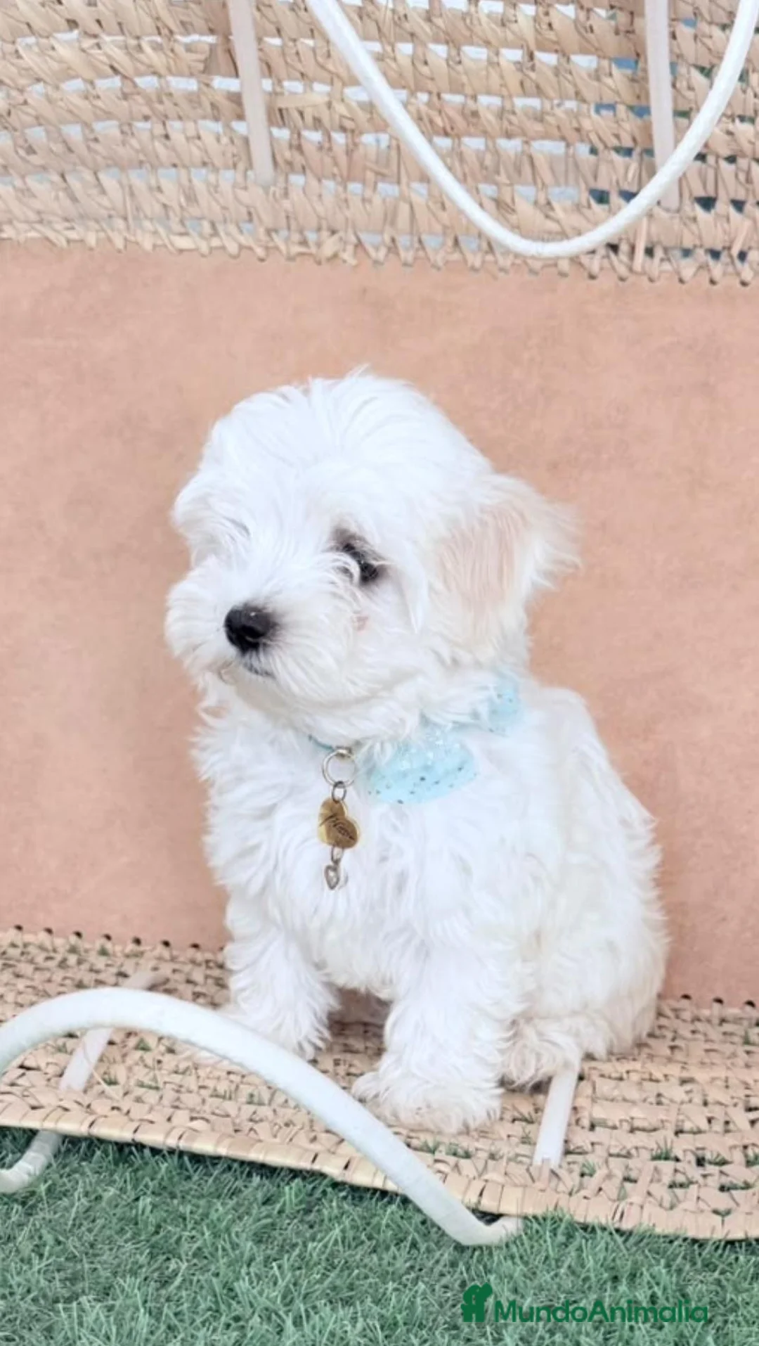 Bichón Maltés perros en venta: Bichón maltes mini - Anuncio 2