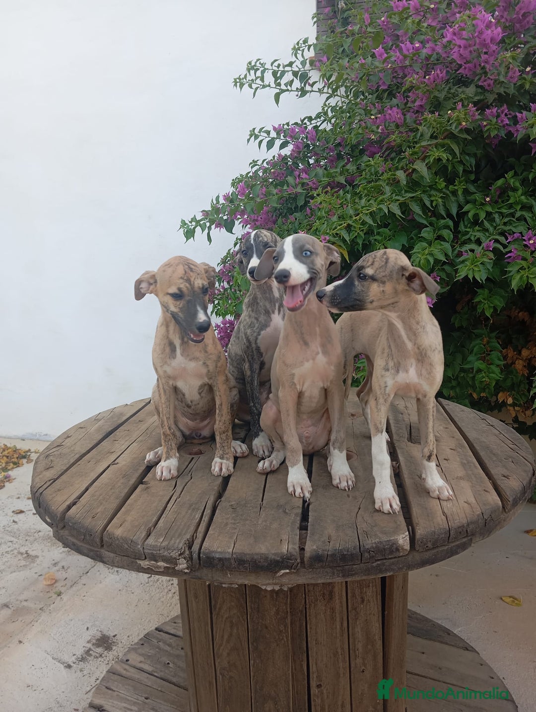 Whippet perros en venta: Whippet - Imagen 7
