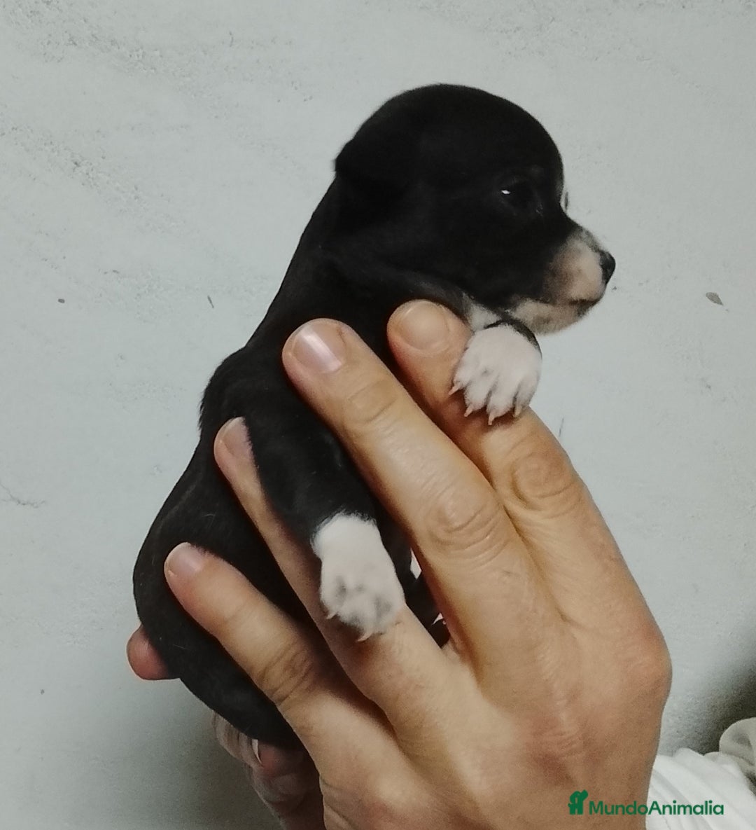 Chihuahua perros en venta: Chihuahua  - Anuncio 3