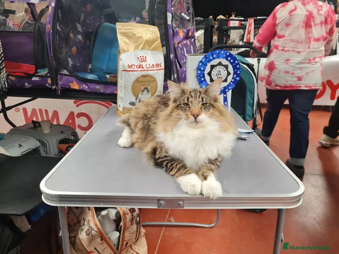 Bosque de Noruega gatos en venta: Gatitos bosques de noruega - Anuncio 2