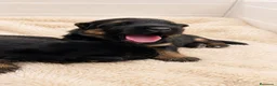 Pastor Alemán perros en venta: Competición y familia - Anuncio 1