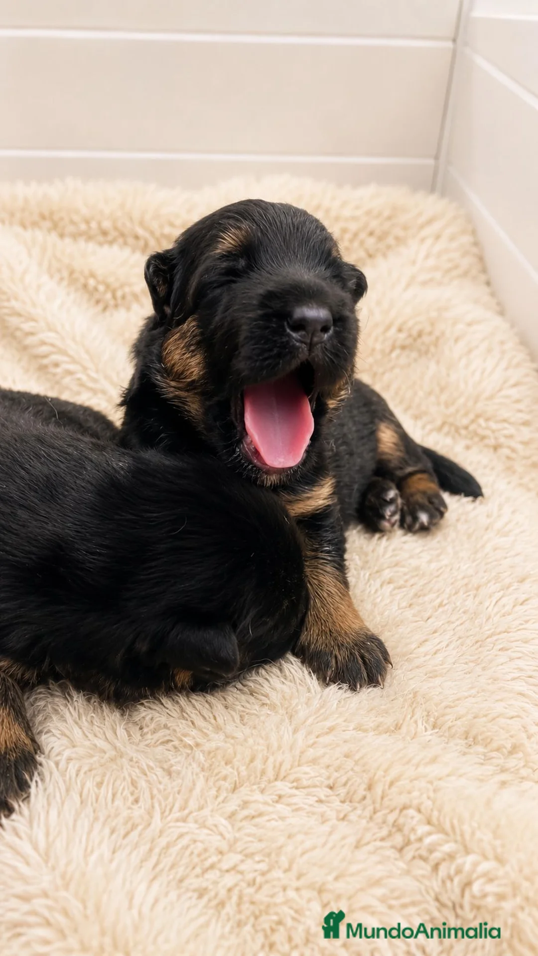 Pastor Alemán perros en venta: Competición y familia - Anuncio 1