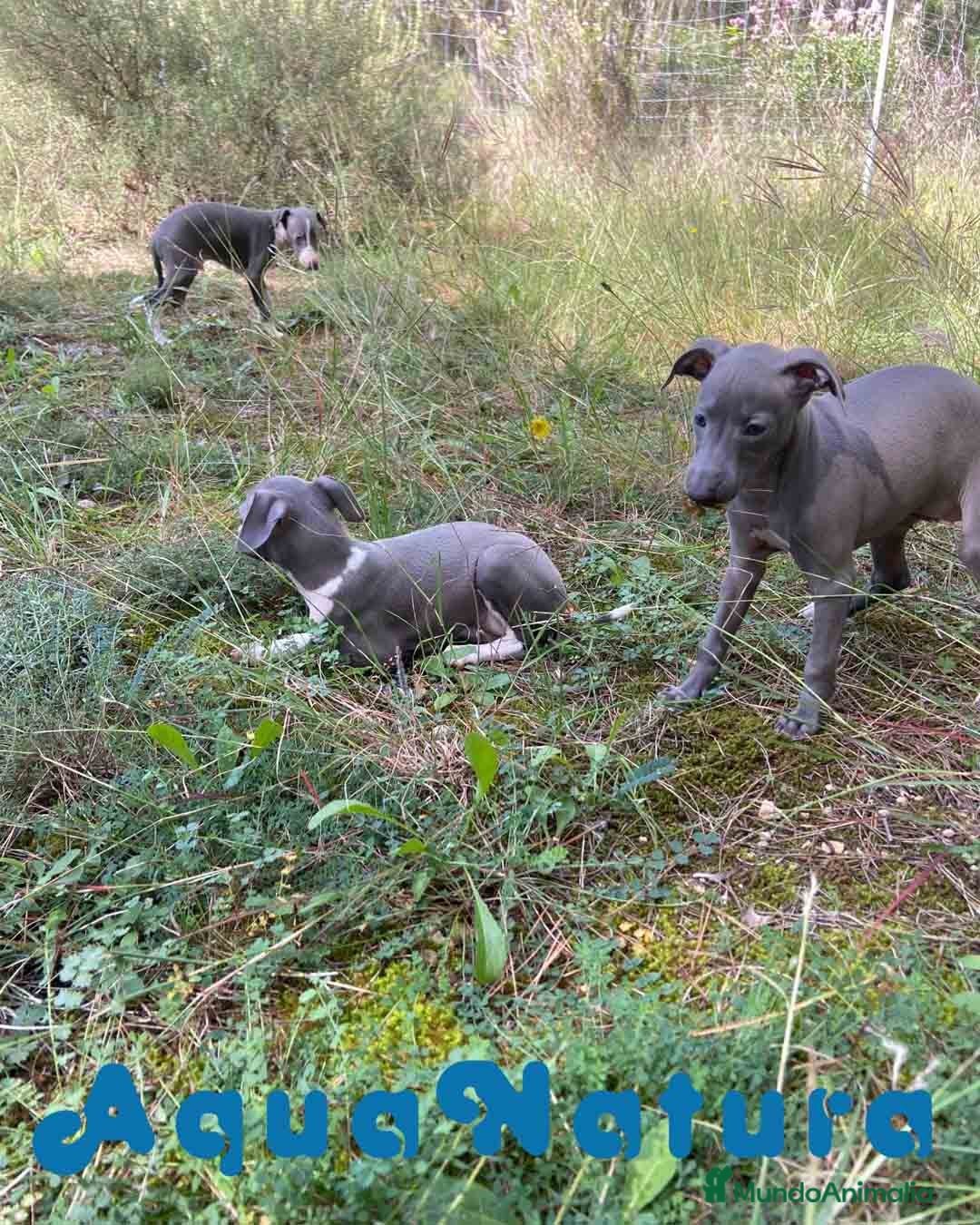 Pequeño Lebrel Italiano perros en venta: Lebrel Italiano Hembra 2 de BN AQUANATURA - Anuncio 8