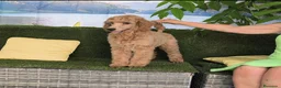 Caniche Gigante perros en venta: Caniches gigantes  - Anuncio 5