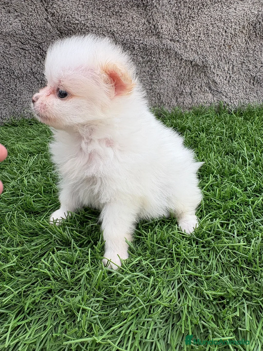 Pomerania perros en venta: Hembra mini toy lulu Pomerania blanca naranja  - Anuncio 16