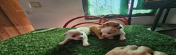 Chihuahua perros en venta: Chihuahuas mini - Anuncio 4