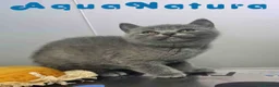 Británico de Pelo Corto Azul gatos en venta: British Hembra 6345 AQUANATURA - Anuncio 3