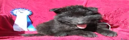 Pastor Belga Groenendael perros en venta: Pastor Belga groenendael cachorros machos  - Anuncio 2