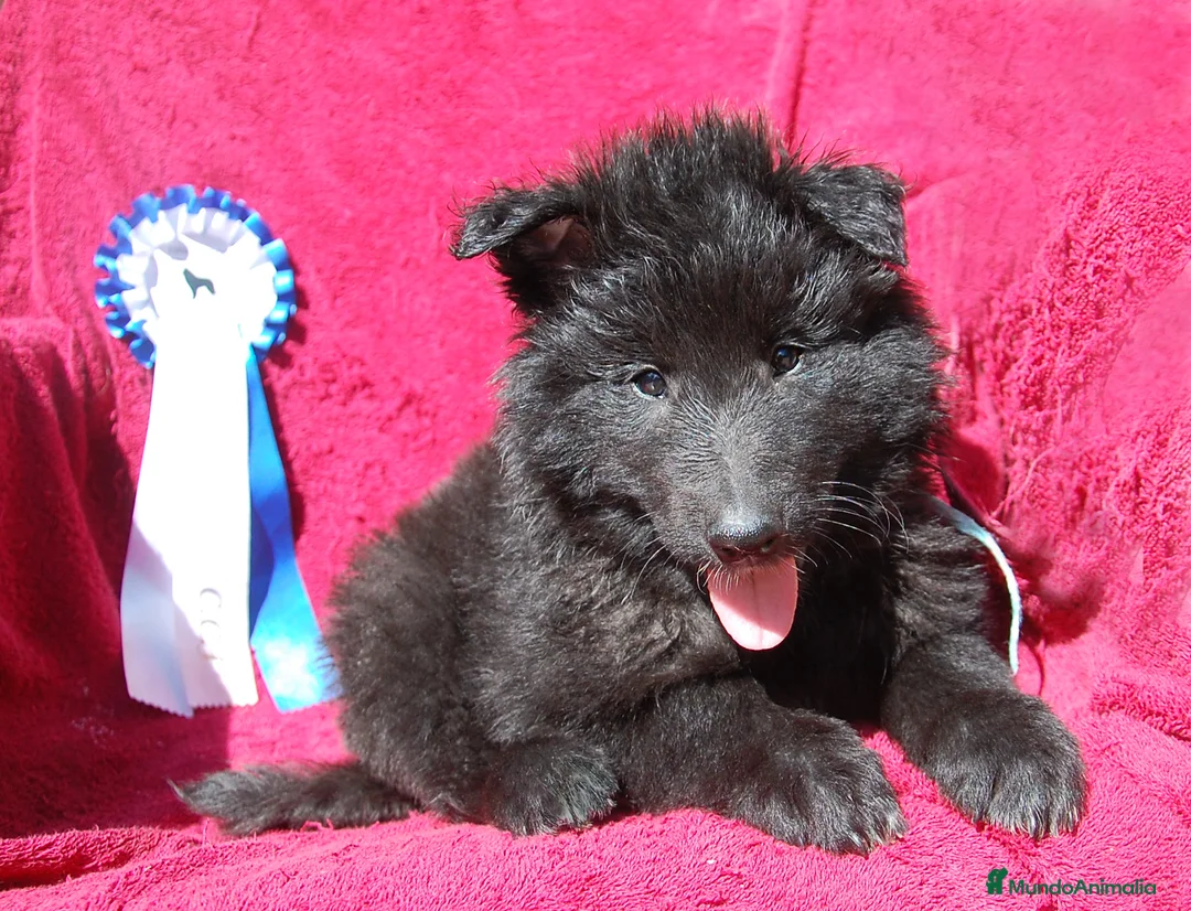 Pastor Belga Groenendael perros en venta: Pastor Belga groenendael cachorros machos  - Anuncio 2