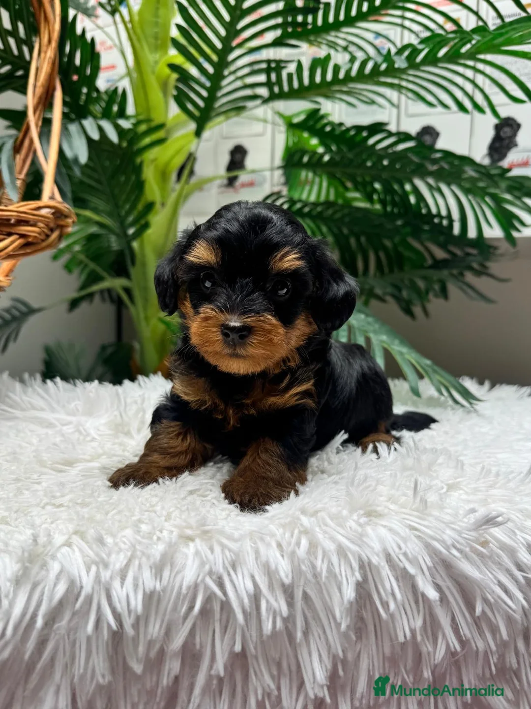Maltipoo perros en venta: MALTIPOO 🎀 - Anuncio 13