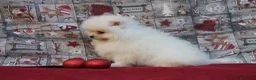 Pomerania perros en venta: POMERANIA  LINEA TOY   MUY CHATO - Anuncio 11
