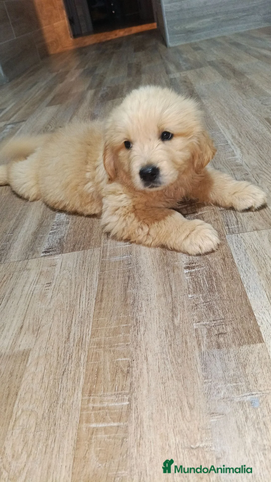Golden Retriever perros en venta: Golden Retriever espectacular  en Sevilla - Anuncio 2