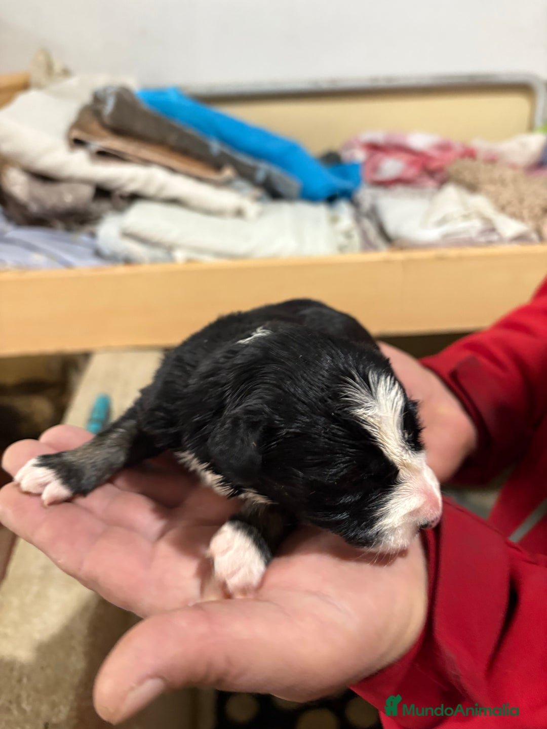 Border Collie perros en venta: Cachorros border collie machos y hembras varios  - Anuncio 24