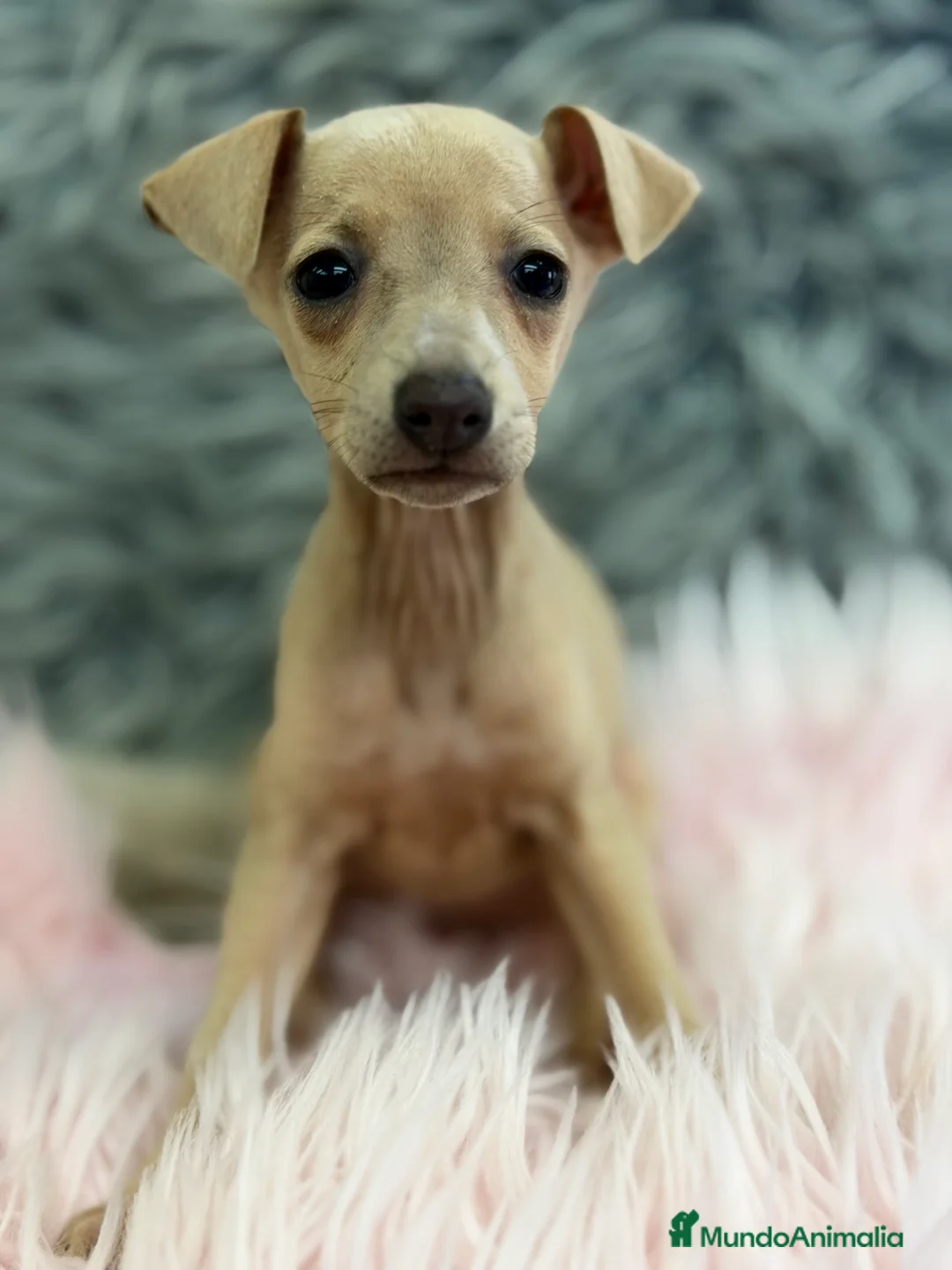 Pequeño Lebrel Italiano perros en venta: Piccolo Isabela diminuta  - Anuncio 1