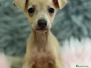Pequeño Lebrel Italiano perros Piccolo Isabela diminuta - Anuncio 2
