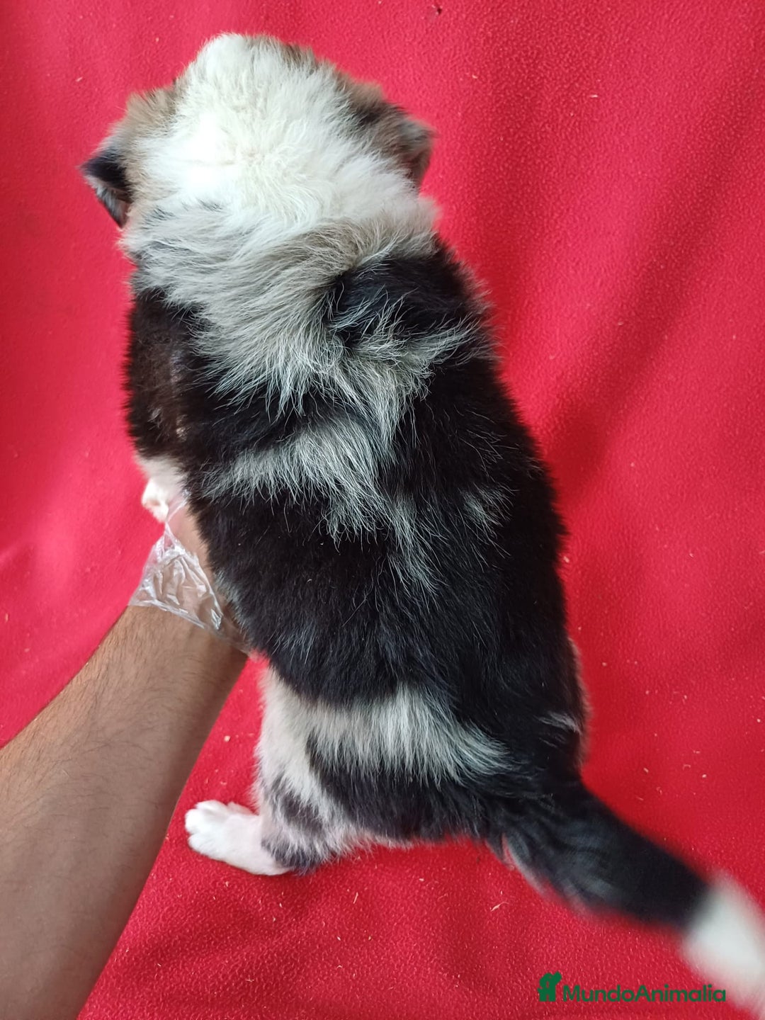 Border Collie perros en venta: Border Collie Merle  - Anuncio 3