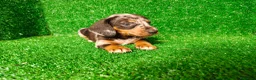 Teckel Miniatura perros en venta: Teckel miniatura  - Anuncio 12