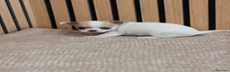 Chihuahua perros en venta: Chihuahua Toy machos disponibles  - Anuncio 5