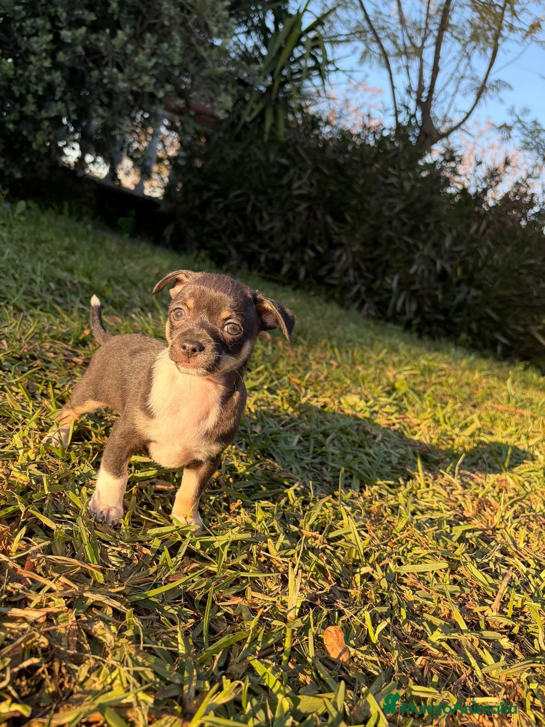 Chihuahua perros en venta: Chihuahua  - Anuncio 5