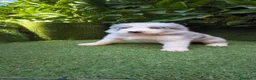 Border Collie perros en venta: border collie blue merle y blanco y negro - Anuncio 3