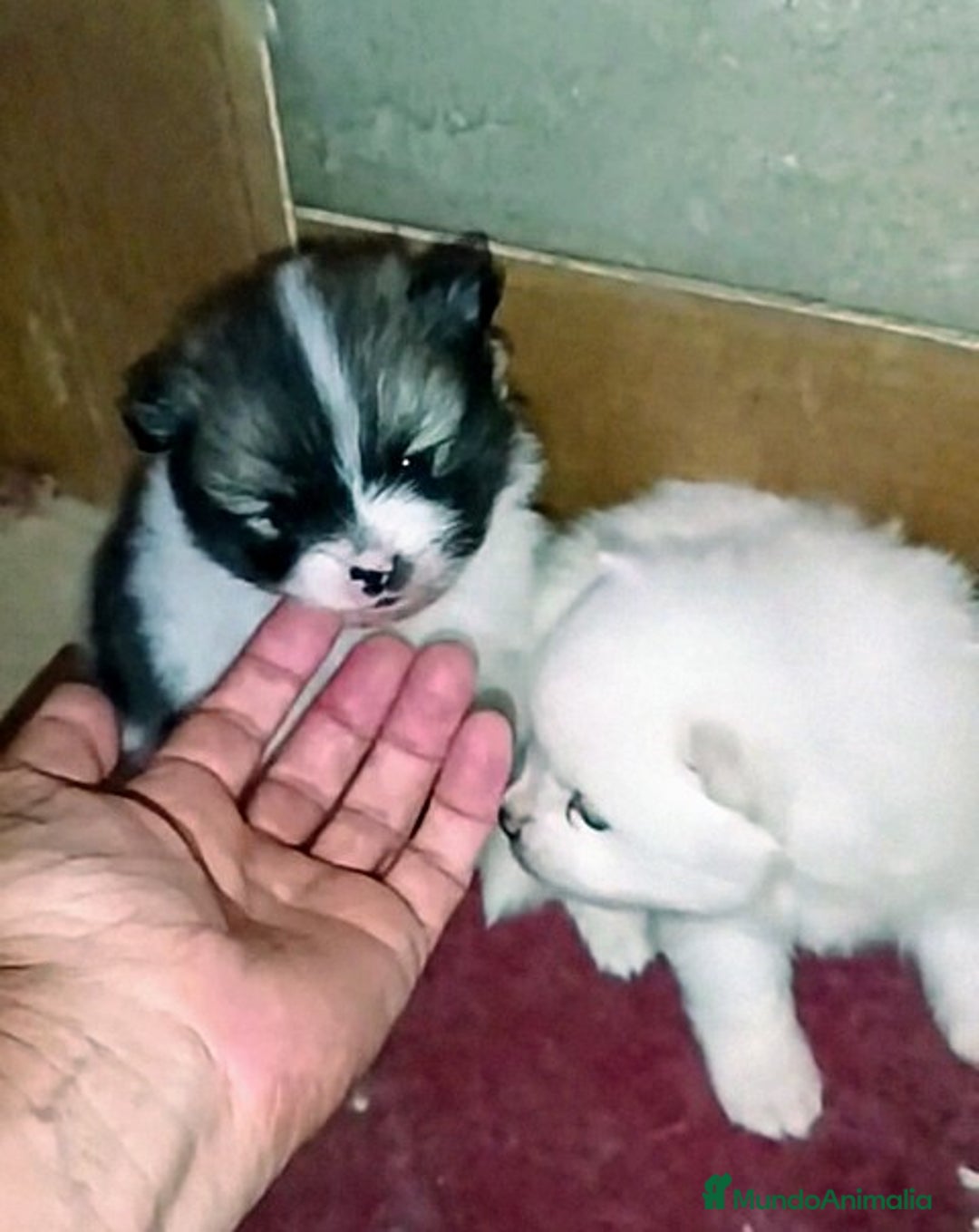 Pomerania perros en venta: LINDOS POMERANIAS CHIQUITINES DESDE 800 € - Imagen 2