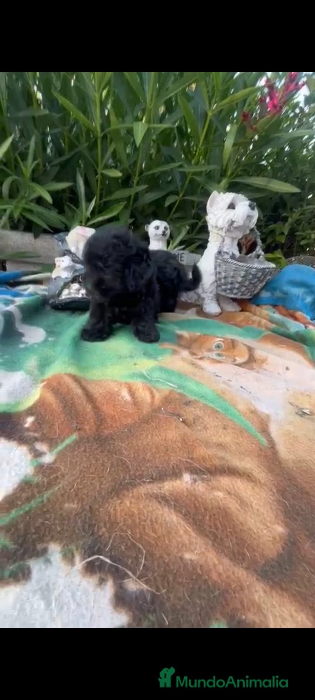 Maltipoo perros en venta: Maltipoo mini - Imagen 3