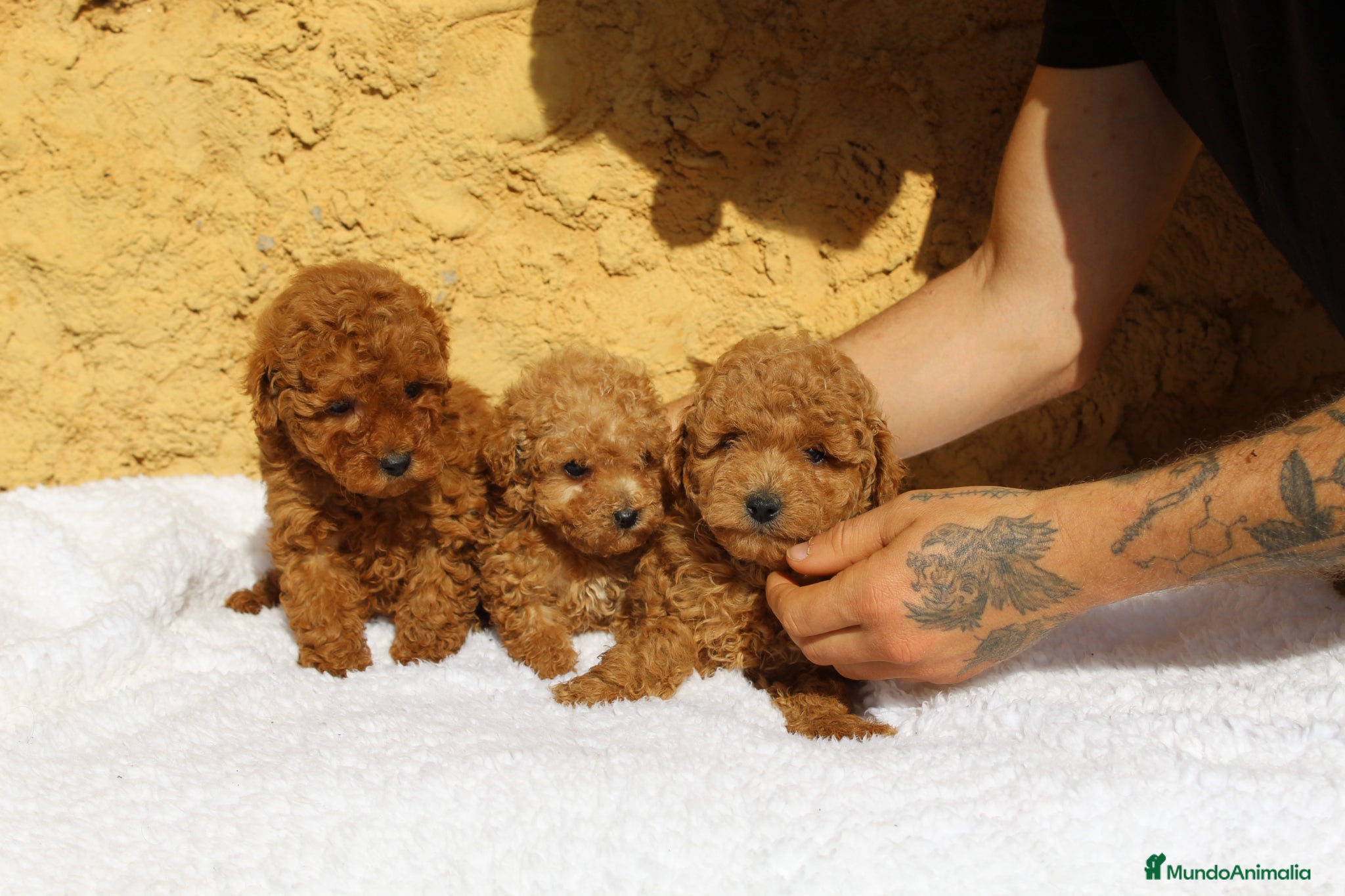 Caniche Enano perros Caniches enanos rojos  - Anuncio 2