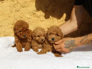 Caniche Enano perros Caniches enanos rojos - Anuncio 2