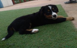 Boyero de Berna perros en venta: BOYERO DE BERNA CAMADA DISPONIBLE PARA RESERVA - Imagen 3