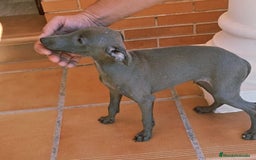Pequeño Lebrel Italiano perros en venta: Lebrel italiano Piccolo  - Imagen 2