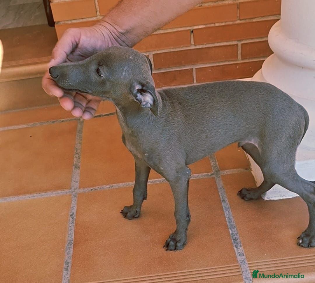 Pequeño Lebrel Italiano perros en venta: Lebrel italiano Piccolo  - Imagen 2