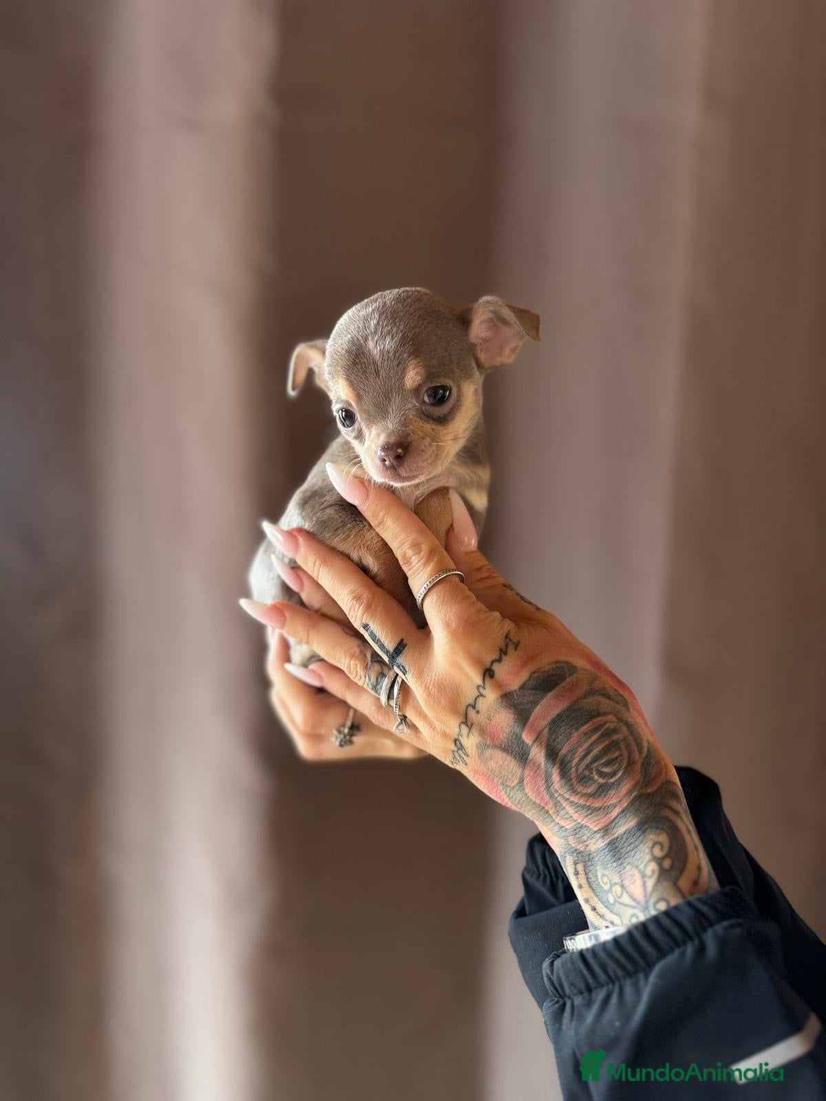 Chihuahua perros Chihuahua de capricho💜 en Illes Balears - Anuncio 32