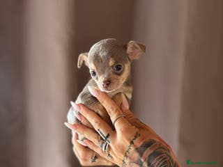 Chihuahua perros Chihuahua de capricho💜 en Illes Balears - Anuncio 37
