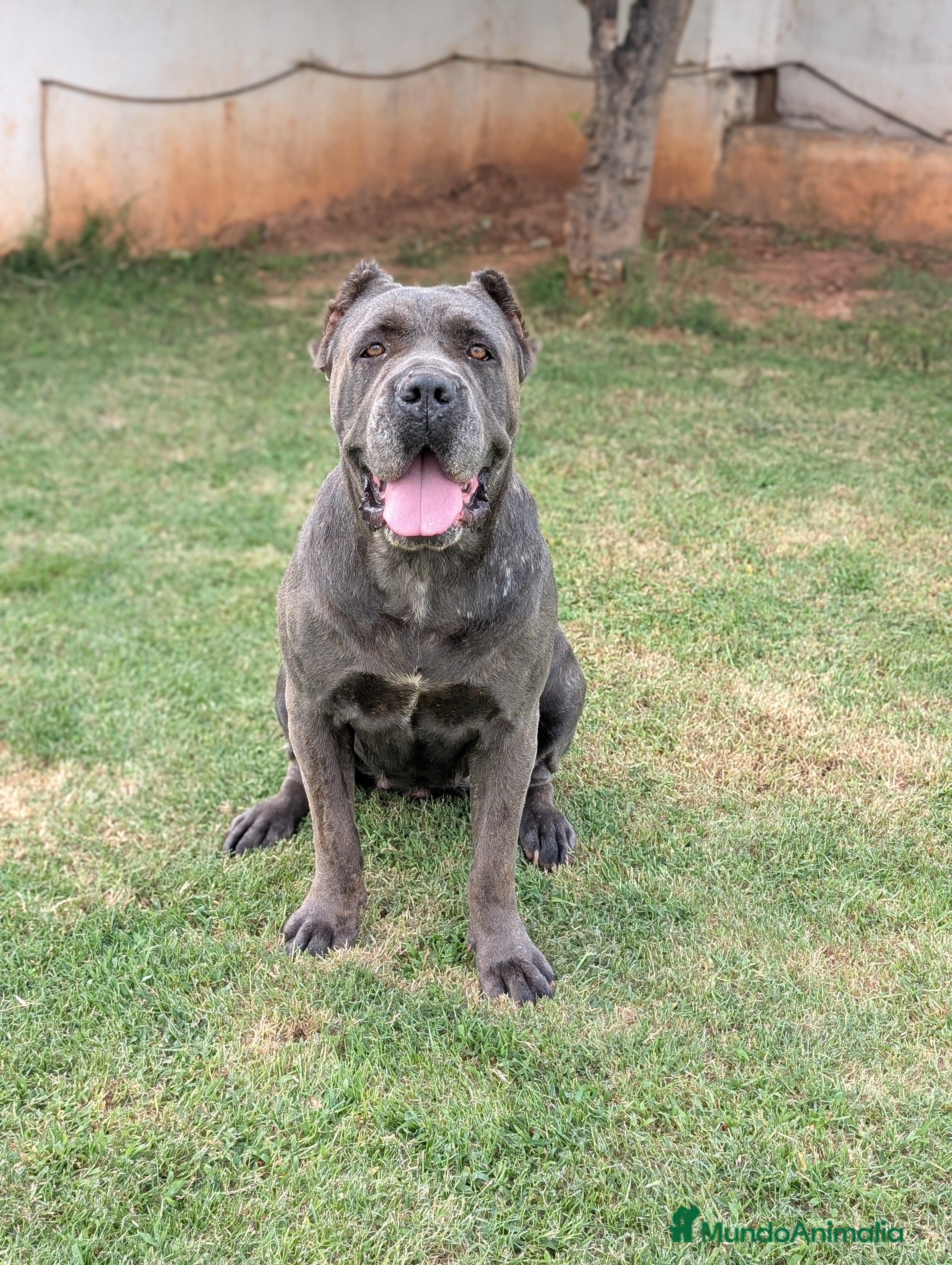 Cane Corso perros Cane corso hembra en adopción  - Anuncio 1