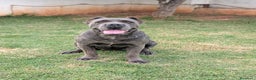 Cane Corso perros en venta: Cane corso hembra en adopción  - Anuncio 1